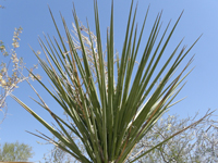 Yucca torreyi