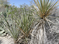 Yucca torreyi