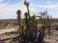 Yucca valida