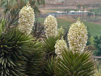 Yucca valida