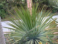 Yucca whipplei