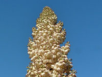 Yucca whipplei