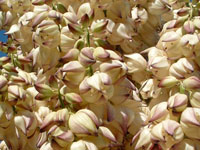 Yucca whipplei