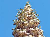 Yucca whipplei