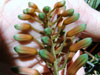Aloe aaegeodonta