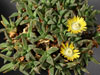 Aloinopsis acuta