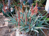 Aloe acutissima