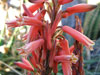 Aloe acutissima