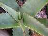 Aloe affinis