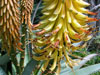 Aloe africana