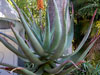 Aloe africana