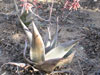 Aloe ahmarensis