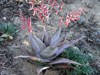 Aloe ahmarensis