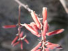 Aloe ahmarensis