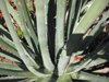 Agave albomarginata