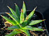 Agave albopilosa