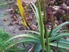 Aloe alooides