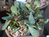 Adromischus alstonii