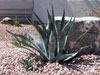 Agave americana