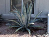 Agave americana