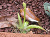 Aloe amudatensis
