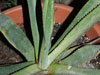 Agave angustiarum