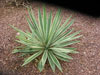 Agave angustifolia