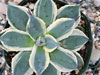 Agave applanata