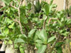 Adenium arabicum