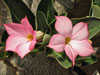 Adenium arabicum