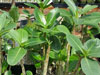 Adenium arabicum