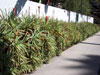 Aloe arborescens