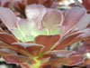 Aeonium arboreum