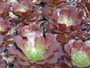 Aeonium arboreum