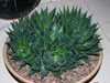 Aloe aristata