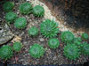 Aloe aristata