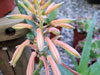 Aloe aristata