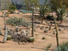 Alluaudia ascendens