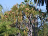 Aloe barberae