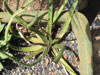 Aloe bellatula