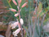 Aloe bellatula