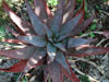 Aloe betsileensis