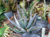 Aloe betsileensis