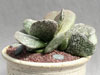 Adromischus bicolor