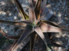Aloe boscawenii