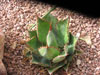 Agave bovicornuta