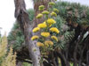 Agave bovicornuta