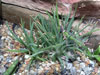 Aloe bowiea