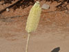 Agave bracteosa