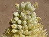 Agave bracteosa
